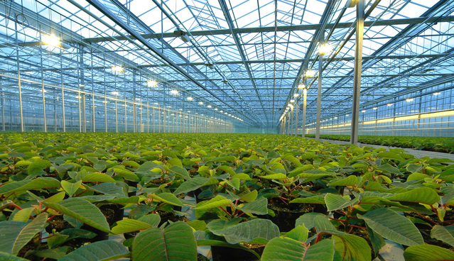 pěstování rostlin ve skleníku